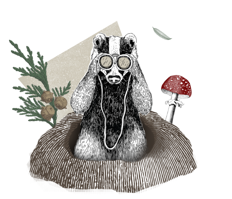 Borsuk z Centrum Edukacji Symbioza